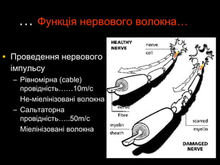 …… Функція нервового волокнаФункція нервового волокна……
• Проведення нервовогоПроведення нервового
імпульсуімпульсу
– Рівномірна (сРівномірна (сableable))
провідністьпровідність…………10m/10m/сс
Не-міелінізовані волокнаНе-міелінізовані волокна
– СальтаторнаСальтаторна
провідністьпровідність……..50m/..50m/сс
Міелінізовані волокнаМіелінізовані волокна
 