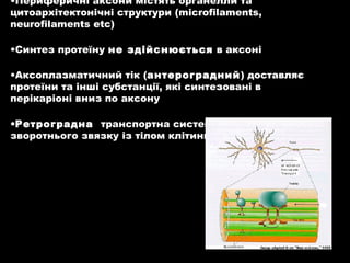 •Периферичні аксони містять органелли та
цитоархітектонічні структури (microfilaments,
neurofilaments etc)
•Синтез протеїну не здійснюється в аксоні
•Аксоплазматичний тік (антероградний) доставляє
протеїни та інші субстанції, які синтезовані в
перікаріоні вниз по аксону
•Ретроградна транспортна система служить для
зворотнього звязку із тілом клітини
 