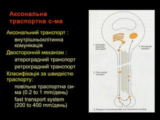 АксональнаАксональна
траспортна с-матраспортна с-ма
Аксональний транспортАксональний транспорт ::
внутрішньоклітиннавнутрішньоклітинна
комунікаціякомунікація
Двосторонній механізмДвосторонній механізм ::
атероградний транспортатероградний транспорт
ретроградний транспортретроградний транспорт
Класифікація за швидкістюКласифікація за швидкістю
траспортутраспорту::
повільна траспортна си-повільна траспортна си-
мама (0.2 to 1 mm/(0.2 to 1 mm/деньдень))
fast transport systemfast transport system
(200 to 400 mm/(200 to 400 mm/деньдень))
 
