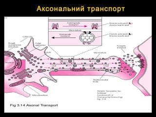 Аксональний транспорт
 