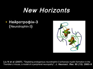 New Horizonts
• Нейротрофін-3Нейротрофін-3
((Neurotrophin-3Neurotrophin-3))
Liu N et al (2007). "Depleting endogenous neurotrophin-3 enhances myelin formation in the
Trembler-J mouse, a model of a peripheral neuropathy". J. Neurosci. Res. 85 (13): 2863–9
 
