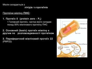 Мієлін складається з
ліпідів та протеїнів
Протеїни міеліну ПНС:
1. Протеїн 0 (protein zero - Р0)
• Головний протеїн, частка якого складає
понад 50% міелінового протеїну ПНС
2. Основний (basic) протеїн міеліну є
другим по розповсюдженості протеїном
3. Периферичний міеліновий протеїн 22
(PMP22)
 