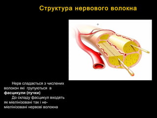 Структура нервового волокна
Нерв сладається з численихНерв сладається з числених
волокон які групуються вволокон які групуються в
фасцикули (пучки)фасцикули (пучки)
До складу фасцикул входятьДо складу фасцикул входять
як міелінізовані так і не-як міелінізовані так і не-
міелінізовані нервові волокнаміелінізовані нервові волокна
 