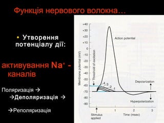Функція нервового волокнаФункція нервового волокна……
• УтворенняУтворення
потенціалу дії:потенціалу дії:
активуванняактивування NaNa++
--
каналівканалів
ПоляризаціяПоляризація 
ДеполяризаціяДеполяризація 
РеполяризаціяРеполяризація
 