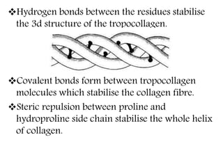 Hydrogen bonds between the residues stabilise
the 3d structure of the tropocollagen.
Covalent bonds form between tropocollagen
molecules which stabilise the collagen fibre.
Steric repulsion between proline and
hydroproline side chain stabilise the whole helix
of collagen.
 