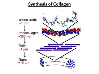 Synthesis of Collagen
 