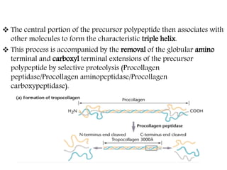  The central portion of the precursor polypeptide then associates with
other molecules to form the characteristic triple helix.
 This process is accompanied by the removal of the globular amino
terminal and carboxyl terminal extensions of the precursor
polypeptide by selective proteolysis (Procollagen
peptidase/Procollagen aminopeptidase/Procollagen
carboxypeptidase).
 