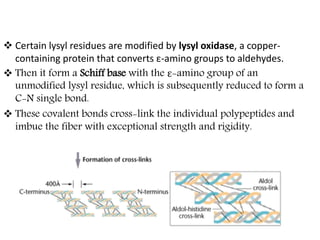  Certain lysyl residues are modified by lysyl oxidase, a copper-
containing protein that converts ε-amino groups to aldehydes.
 Then it form a Schiff base with the ε-amino group of an
unmodified lysyl residue, which is subsequently reduced to form a
C-N single bond.
 These covalent bonds cross-link the individual polypeptides and
imbue the fiber with exceptional strength and rigidity.
 