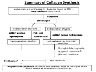 Summary ofCollagen Synthesis
Glucosyl & Galactosyl added
by glycosyl transfarase &
galactosyl transfarase.
 