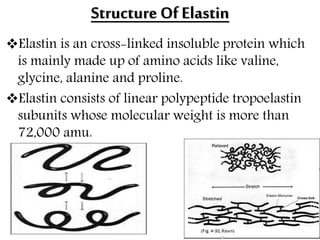 Structure Of Elastin
Elastin is an cross-linked insoluble protein which
is mainly made up of amino acids like valine,
glycine, alanine and proline.
Elastin consists of linear polypeptide tropoelastin
subunits whose molecular weight is more than
72,000 amu.
 