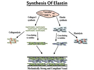 Synthesis Of Elastin
 