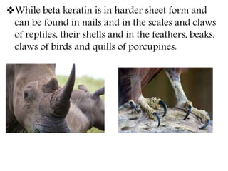 While beta keratin is in harder sheet form and
can be found in nails and in the scales and claws
of reptiles, their shells and in the feathers, beaks,
claws of birds and quills of porcupines.
 