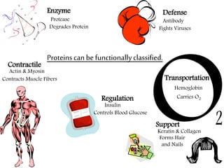 DefenseEnzyme
Support
Transportation
Contractile
Regulation
Proteins can be functionallyclassified.
Hemoglobin
AntibodyProtease
Keratin & Collagen
Actin & Myosin
Insulin
Carries O2
Fights VirusesDegrades Protein
Forms Hair
and Nails
Contracts Muscle Fibers
Controls Blood Glucose
 