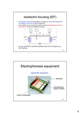 16
Isoelectric focusing (IEF)
 It is difficult to separate two peptides or proteins of similar MW if they differ
only slightly in their net charge at a given pH.
 This problem can be overcome by performing the electrophoresis across a
pH gradient – known as isoelectric focusing.
 As soon as the IEP is reached the proteins carry zero net charge and so
stop migrating.
31
Electrophoresis equipment
typical IEF equipment
ceramic cooling plate
electrodes
electrophoresis
‘support’ material
32
 