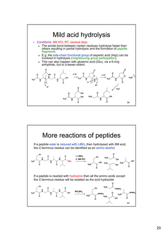 20
Mild acid hydrolysis
 Conditions: 6M HCl, RT, several days.
 The amide bond between certain residues hydrolyse faster than
others resulting in partial hydrolysis and the formation of peptide
fragments.
 E.g. the side-chain functional group of aspartic acid (Asp) can be
involved in hydrolysis (neighbouring group participation).
 This can also happen with glutamic acid (Glu), via a 6-ring
anhydride, but to a lesser extent.
H
N
N
H
O
O
N
H
OH
O
OH
O
H3C
O
N
H
H3C
O
O
O
N
H
O
H
N
H
H3C
O
O
O
H2N
O
OH
N
H
O
OH
O
H3C
O
H2N
O
N
H
OH
O
H+
H+
H2O
+/-H+
+/-H+
39
More reactions of peptides
If a peptide ester is reduced with LiBH4 then hydrolysed with 6M acid,
the C-terminus residue can be identified as an amino alcohol
H
N
H2N
Ph
O
O
N
H
H
N
OMe
O
O
If a peptide is reacted with hydrazine then all the amino acids except
the C-terminus residue will be isolated as the acid hydrazide
H
N
H2N
Ph
O
O
N
H
H
N
OH
O
O
H2N
H2N
Ph
O
O
H2NH2N
OH
O
OH
OH
OH
H2N
H2N
Ph
O
O
H2N
H2N
OH O
NHNH2
NHNH2
NHNH2O
i, LiBH4
ii, 6M HCl
NH2NH2
40
 