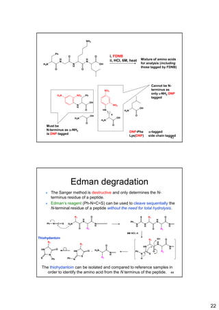 22
H
N
H2N
Ph
O
O
N
H
H
N
OH
O
O
NH2
N
H
Ph
O
H2N
H2N
H2N
OH
O
O
O
HN
NO2O2N
NO2
NO2
4
OH
OH
OH
i, FDNB
ii, HCl, 6M, heat Mixture of amino acids
for analysis (including
those tagged by FDNB)
Cannot be N-
terminus as
only e-NH2 DNP
tagged
Must be
N-terminus as a-NH2
is DNP tagged
DNP-Phe a-tagged
Lys(DNP) side chain tagged
43
Edman degradation
 The Sanger method is destructive and only determines the N-
terminus residue of a peptide.
 Edman’s reagent (Ph-N=C=S) can be used to cleave sequentially the
N-terminal residue of a peptide without the need for total hydrolysis.
H
N
N
H
R1
O
O
N
H
R2
S
N
H
Ph
The thiohydantoin can be isolated and compared to reference samples in
order to identify the amino acid from the N terminus of the peptide.
H
N
H2N
R1
O
O
N
H
R2
Ph N C S
H
N
HN
R1
O
O
N
H
R2
N S
Ph
H
6M HCl, rt
H2N
O
N
H
R2
HN
S
R1
NPh
O +
HN
N
R1
S
O
Ph
Thiohydantoin H+
44
 