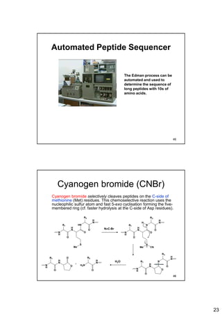 23
Automated Peptide Sequencer
The Edman process can be
automated and used to
determine the sequence of
long peptides with 10s of
amino acids.
45
Cyanogen bromide (CNBr)
Cyanogen bromide selectively cleaves peptides on the C-side of
methionine (Met) residues. This chemoselective reaction uses the
nucleophilic sulfur atom and fast 5-exo cyclisation forming the five-
membered ring (cf. faster hydrolysis at the C-side of Asp residues).
H
N
N
H
R1
O
HN
O
O
S
R3
H
N
Me
H
N
N
H
R1
O
N
O
O
S
R3
H
N
Me CN
H
H
N
N
H
R1
O
N
O
R3
H
N
O
H
N
N
H
R1
O
O
O H2N
O
R3
H
N
+
NC-Br
H2O
46
 
