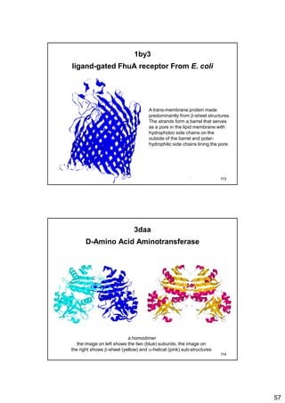 57
1by3
ligand-gated FhuA receptor From E. coli
A trans-membrane protein made
predominantly from b-sheet structures.
The strands form a barrel that serves
as a pore in the lipid membrane with
hydrophobic side chains on the
outside of the barrel and polar-
hydrophilic side chains lining the pore.
113
3daa
D-Amino Acid Aminotransferase
a homodimer
the image on left shows the two (blue) subunits. the image on
the right shows b-sheet (yellow) and a-helical (pink) sub-structures
114
 