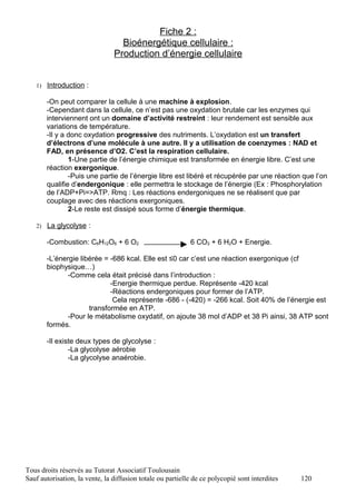Fiche 2 :
                                  Bioénergétique cellulaire :
                                Production d’énergie cellulaire


   1) Introduction :

       -On peut comparer la cellule à une machine à explosion.
       -Cependant dans la cellule, ce n’est pas une oxydation brutale car les enzymes qui
       interviennent ont un domaine d’activité restreint : leur rendement est sensible aux
       variations de température.
       -Il y a donc oxydation progressive des nutriments. L’oxydation est un transfert
       d’électrons d’une molécule à une autre. Il y a utilisation de coenzymes : NAD et
       FAD, en présence d’O2. C’est la respiration cellulaire.
               1-Une partie de l’énergie chimique est transformée en énergie libre. C’est une
       réaction exergonique.
               -Puis une partie de l’énergie libre est libéré et récupérée par une réaction que l’on
       qualifie d’endergonique : elle permettra le stockage de l’énergie (Ex : Phosphorylation
       de l’ADP+Pi=>ATP. Rmq : Les réactions endergoniques ne se réalisent que par
       couplage avec des réactions exergoniques.
               2-Le reste est dissipé sous forme d’énergie thermique.

   2) La glycolyse :

       -Combustion: C6H12O6 + 6 O2                          6 CO2 + 6 H2O + Energie.

       -L’énergie libérée = -686 kcal. Elle est ≤0 car c’est une réaction exergonique (cf
       biophysique…)
              -Comme cela était précisé dans l’introduction :
                            -Energie thermique perdue. Représente -420 kcal
                            -Réactions endergoniques pour former de l’ATP.
                             Cela représente -686 - (-420) = -266 kcal. Soit 40% de l’énergie est
                     transformée en ATP.
              -Pour le métabolisme oxydatif, on ajoute 38 mol d’ADP et 38 Pi ainsi, 38 ATP sont
       formés.

       -Il existe deux types de glycolyse :
               -La glycolyse aérobie
               -La glycolyse anaérobie.




Tous droits réservés au Tutorat Associatif Toulousain
Sauf autorisation, la vente, la diffusion totale ou partielle de ce polycopié sont interdites   120
 