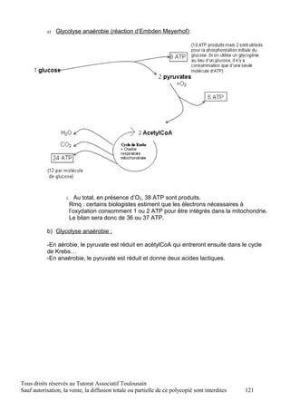 a)   Glycolyse anaérobie (réaction d’Embden Meyerhof):




                    i. Au total, en présence d’O2, 38 ATP sont produits.
                     Rmq : certains biologistes estiment que les électrons nécessaires à
                     l’oxydation consomment 1 ou 2 ATP pour être intégrés dans la mitochondrie.
                     Le bilan sera donc de 36 ou 37 ATP.

           b) Glycolyse anaérobie :

           -En aérobie, le pyruvate est réduit en acétylCoA qui entreront ensuite dans le cycle
           de Krebs…
           -En anaérobie, le pyruvate est réduit et donne deux acides lactiques.




Tous droits réservés au Tutorat Associatif Toulousain
Sauf autorisation, la vente, la diffusion totale ou partielle de ce polycopié sont interdites   121
 