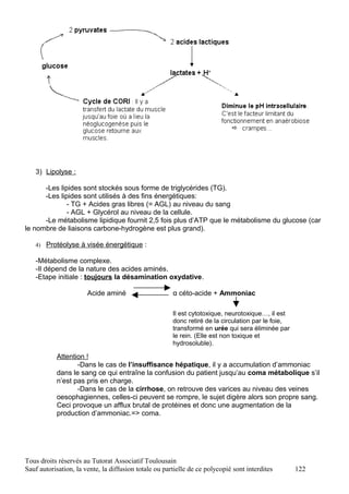 3) Lipolyse :

      -Les lipides sont stockés sous forme de triglycérides (TG).
      -Les lipides sont utilisés à des fins énergétiques:
              - TG + Acides gras libres (= AGL) au niveau du sang
              - AGL + Glycérol au niveau de la cellule.
      -Le métabolisme lipidique fournit 2,5 fois plus d’ATP que le métabolisme du glucose (car
le nombre de liaisons carbone-hydrogène est plus grand).

   4) Protéolyse à visée énergétique :

   -Métabolisme complexe.
   -Il dépend de la nature des acides aminés.
   -Etape initiale : toujours la désamination oxydative.

                       Acide aminé                     α céto-acide + Ammoniac

                                                       Il est cytotoxique, neurotoxique…, il est
                                                       donc retiré de la circulation par le foie,
                                                       transformé en urée qui sera éliminée par
                                                       le rein. (Elle est non toxique et
                                                       hydrosoluble).

           Attention !
                  -Dans le cas de l’insuffisance hépatique, il y a accumulation d’ammoniac
           dans le sang ce qui entraîne la confusion du patient jusqu’au coma métabolique s’il
           n’est pas pris en charge.
                  -Dans le cas de la cirrhose, on retrouve des varices au niveau des veines
           oesophagiennes, celles-ci peuvent se rompre, le sujet digère alors son propre sang.
           Ceci provoque un afflux brutal de protéines et donc une augmentation de la
           production d’ammoniac.=> coma.




Tous droits réservés au Tutorat Associatif Toulousain
Sauf autorisation, la vente, la diffusion totale ou partielle de ce polycopié sont interdites       122
 