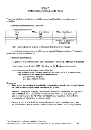Fiche 2 :
                               Potentiel membranaire de repos


Toutes les cellules sont polarisées, seuls les neurones et les cellules musculaires sont
excitables.

   1) Principes fondamentaux de l’électricité.

       -Concentrations ioniques :
           ions                Milieu extracellulaire                  Milieu intracellulaire
          Na+                           150                                      15
            Cl-                         110                                      10
            K+                           5                                      150
                                                                     +Protéines et composés
                                                                           phosphorylés

       -N.B. : les liquides intra- et extra-cellulaires sont électriquement neutres.

      -Le potentiel électrique est une différence de potentiel (ddp exprimée en mV), qui varie
en fonction de la répartition ionique.

   2) Potentiel de membrane.

       -Le potentiel de membrane est du signe de l’excès de charges à l’intérieur de la cellule.

       -Il est compris entre -5mV et -90Mv. Sa valeur est de -70mV pour les neurones.

       -Le potentiel de membrane peut varier en fonction :
             -Des différences de concentration dans les milieux intra- et extra-cellulaires.
             -Des différences de perméabilité membranaire.
                     -par les canaux ioniques.
                     -par les pompes (minimes).

Remarques :
  - Pour un ion donné, plus la perméabilité (sélective) est grande, plus la contribution
     de ce type d’ion au potentiel de membrane est grande.

   -   Attention : lorsque l’on compare 2 potentiels de membrane, on raisonne par rapport à la
       valeur absolue. Ainsi, un potentiel membranaire de -90mV est plus grand qu’un
       potentiel membranaire de -70mV (car 90>70) et lorsqu’un potentiel de membrane
       « augmente », il s’éloigne de la valeur du seuil.

   -   Ce sont le Na+, le K+ et le Cl- qui assurent les variations du potentiel de membrane.
       => voir le tableau récapitulatif des différents transports de ces ions à la page suivante.




Tous droits réservés au Tutorat Associatif Toulousain
Sauf autorisation, la vente, la diffusion totale ou partielle de ce polycopié sont interdites   43
 