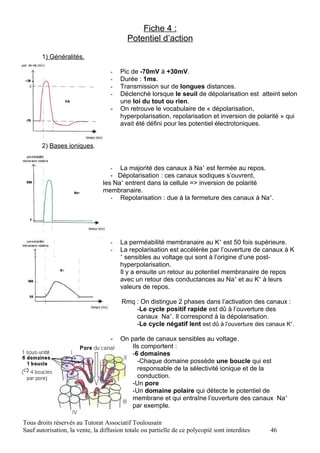 Fiche 4 :
                                          Potentiel d’action

       1) Généralités.

                                   -   Pic de -70mV à +30mV.
                                   -   Durée : 1ms.
                                   -   Transmission sur de longues distances.
                                   -   Déclenché lorsque le seuil de dépolarisation est atteint selon
                                       une loi du tout ou rien.
                                   -   On retrouve le vocabulaire de « dépolarisation,
                                       hyperpolarisation, repolarisation et inversion de polarité » qui
                                       avait été défini pour les potentiel électrotoniques.


       2) Bases ioniques.


                                   -  La majorité des canaux à Na+ est fermée au repos.
                                   - Dépolarisation : ces canaux sodiques s’ouvrent,
                                les Na+ entrent dans la cellule => inversion de polarité
                                membranaire.
                                   - Repolarisation : due à la fermeture des canaux à Na+.




                                   -   La perméabilité membranaire au K+ est 50 fois supérieure.
                                   -   La repolarisation est accélérée par l’ouverture de canaux à K
                                       +
                                         sensibles au voltage qui sont à l’origine d’une post-
                                       hyperpolarisation.
                                       Il y a ensuite un retour au potentiel membranaire de repos
                                       avec un retour des conductances au Na+ et au K+ à leurs
                                       valeurs de repos.

                                        Rmq : On distingue 2 phases dans l’activation des canaux :
                                            -Le cycle positif rapide est dû à l’ouverture des
                                            canaux Na+. Il correspond à la dépolarisation.
                                            -Le cycle négatif lent est dû à l’ouverture des canaux K+.

                                   -   On parle de canaux sensibles au voltage.
                                           Ils comportent :
                                           -6 domaines
                                             -Chaque domaine possède une boucle qui est
                                             responsable de la sélectivité ionique et de la
                                             conduction.
                                           -Un pore
                                           -Un domaine polaire qui détecte le potentiel de
                                           membrane et qui entraîne l’ouverture des canaux Na+
                                           par exemple.

Tous droits réservés au Tutorat Associatif Toulousain
Sauf autorisation, la vente, la diffusion totale ou partielle de ce polycopié sont interdites   46
 