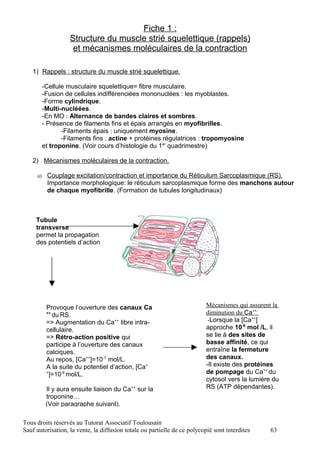 Fiche 1 :
                    Structure du muscle strié squelettique (rappels)
                     et mécanismes moléculaires de la contraction

   1) Rappels : structure du muscle strié squelettique.

          -Cellule musculaire squelettique= fibre musculaire.
          -Fusion de cellules indifférenciées mononuclées : les myoblastes.
          -Forme cylindrique.
          -Multi-nucléées.
          -En MO : Alternance de bandes claires et sombres.
          - Présence de filaments fins et épais arrangés en myofibrilles.
                 -Filaments épais : uniquement myosine.
                 -Filaments fins : actine + protéines régulatrices : tropomyosine
          et troponine. (Voir cours d’histologie du 1er quadrimestre)

   2) Mécanismes moléculaires de la contraction.

     a)    Couplage excitation/contraction et importance du Réticulum Sarcoplasmique (RS).
           Importance morphologique: le réticulum sarcoplasmique forme des manchons autour
           de chaque myofibrille. (Formation de tubules longitudinaux)



     Tubule
     transverse
     permet la propagation
     des potentiels d’action




           Provoque l’ouverture des canaux Ca                              Mécanismes qui assurent la
           ++
              du RS.                                                       diminution du Ca++.
           => Augmentation du Ca++ libre intra-                             -Lorsque la [Ca++]
           cellulaire.                                                     approche 10-6 mol /L, il
           => Rétro-action positive qui                                    se lie à des sites de
           participe à l’ouverture des canaux                              basse affinité, ce qui
           calciques.                                                      entraîne la fermeture
           Au repos, [Ca++]=10-7 mol/L.                                    des canaux.
           A la suite du potentiel d’action, [Ca+                          -Il existe des protéines
           +
             ]=10-6 mol/L.                                                 de pompage du Ca++ du
                                                                           cytosol vers la lumière du
           Il y aura ensuite liaison du Ca++ sur la                        RS (ATP dépendantes).
           troponine…
           (Voir paragraphe suivant).

Tous droits réservés au Tutorat Associatif Toulousain
Sauf autorisation, la vente, la diffusion totale ou partielle de ce polycopié sont interdites    63
 