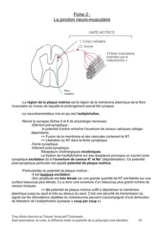 Fiche 2 :
                                 La jonction neuro-musculaire




     -La région de la plaque motrice est la région de la membrane plasmique de la fibre
musculaire au niveau de laquelle le prolongement axonal fait synapse.

       -Le neurotransmetteur mis en jeu est l’acétylcholine.

      -Revoir la synapse (fiches 5 et 6 de physiologie nerveuse)
             -Elément pré-synaptique :
                    le potentiel d’action entraîne l’ouverture de canaux calciques voltage-
             dépendants.
                    => Fusion de la membrane et des vésicules contenant le NT.
                    => Libération du NT dans la fente synaptique.
             -Fente synaptique.
             -Elément post-synaptique :
                    Récepteurs cholinergiques nicotiniques.
                    La fixation de l’acétylcholine sur ses récepteurs provoque un courant post-
synaptique excitateur dû à l’ouverture de canaux K+ et Na+ (dépolarisation). Ce potentiel
post-synaptique particulier est appelé potentiel de plaque motrice.

       -Particularités du potentiel de plaque motrice :
              -Il est toujours excitateur.
              -Son amplitude est très élevée car une grande quantité de NT est libérée sur une
surface beaucoup plus élevée, il y a donc une ouverture d’un beaucoup plus grand nombre de
canaux ioniques.
                       => Un potentiel de plaque motrice suffit à dépolariser la membrane
plasmique jusqu’au seuil et très au dessus du seuil. C’est une sécurité de transmission du
signal car les stimulations répétées du motoneurone peuvent s’accompagner d’une diminution
de libération de l’acétylcholine (synapse « coup par coup »)



Tous droits réservés au Tutorat Associatif Toulousain
Sauf autorisation, la vente, la diffusion totale ou partielle de ce polycopié sont interdites   65
 