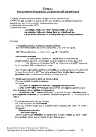 Fiche 4 :
              Métabolisme énergétique du muscle strié squelettique

   -La [ATP] varie beaucoup entre l’état de repos et l’état de contraction.
   -L’ATP n’est pas stocké et la quantité d’ATP qu’il existe dans les fibres musculaires
   squelettiques sera consommée en quelques secousses.
   -=>Nécessité de renouveler l’ATP.
   -Il existe trois voies :
                       -La phosphorylation de l’ADP par la phosphocréatine.
                       -La phosphorylation oxydative dans les mitochondries.
                       -La phosphorylation par la voie glycolytique dans le cytoplasme.


1) Exercice.

           a) Phosphorylation de l’ADP par la phosphocréatine.
          - Elle intervient au début de l’activité contractile. C’est une voie rapide.

          - ADP+Phosphocréatine             Créatine Kinase      ATP +(Créatine)

          - Loi d’action de masse :
                         -Au repos : [ATP] > [ADP] => Cela favorise la constitution de
          phosphocréatine. (Dont la concentration est 5 fois supérieure à celle de l’ATP)
                         -Au début de la contraction, l’ATP est consommé et la [ADP] augmente.
          Il y a formation d’ATP par la créatine kinase.

          - Les stocks en phosphocréatine sont limités, en quelques secondes les taux vont
          diminuer. La production d’ATP par cette voie est donc limitée. Après quelques
          secondes d’exercice, les autres voies seront mises en route.

       b) Phosphorylation oxydative dans les mitochondries.
          -Pour une activité musculaire modérée.
          -Substrats :
               -Pour les 5 à 10 premières minutes : le glycogène musculaire.
               -Entre la 10ème et la 40ème minute : les substrats sont apportés par le sang : il
       s’agit du glucose et des acides gras sanguins.
               -Au-delà de la 40ème minute, l’utilisation du glucose diminue, celle des acides
       gras augmente fortement. (Ils proviennent des réserves lipidiques : du tissu adipeux ++
       + (TG))

       c) Phosphorylation par la voie glycolytique.
          -Pour une activité musculaire intense.
          -Elle a lieu en même temps que la phosphorylation oxydative, elle vient « en renfort ».
          -Substrats :
               -Glycogène musculaire
                 -Glucose sanguin.
           -Lors de la glycolyse anaérobie, il y a production d’acide lactique qui est à l’origine
          d’une acidose, ce qui sera un facteur limitant de l’exercice.




Tous droits réservés au Tutorat Associatif Toulousain
Sauf autorisation, la vente, la diffusion totale ou partielle de ce polycopié sont interdites   71
 