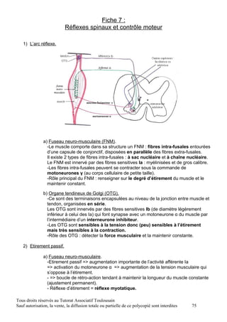 Fiche 7 :
                            Réflexes spinaux et contrôle moteur

   1) L’arc réflexe.




               a) Fuseau neuro-musculaire (FNM).
                 -Le muscle comporte dans sa structure un FNM : fibres intra-fusales entourées
                 d’une capsule de conjonctif, disposées en parallèle des fibres extra-fusales.
                 Il existe 2 types de fibres intra-fusales : à sac nucléaire et à chaîne nucléaire.
                 Le FNM est innervé par des fibres sensitives Ia : myélinisées et de gros calibre.
                 -Les fibres intra-fusales peuvent se contracter sous la commande de
                 motoneurones γ (au corps cellulaire de petite taille).
                 -Rôle principal du FNM : renseigner sur le degré d’étirement du muscle et le
                 maintenir constant.

               b) Organe tendineux de Golgi (OTG).
                 -Ce sont des terminaisons encapsulées au niveau de la jonction entre muscle et
                 tendon, organisées en série.
                 Les OTG sont innervés par des fibres sensitives Ib (de diamètre légèrement
                 inférieur à celui des Ia) qui font synapse avec un motoneurone α du muscle par
                 l’intermédiaire d’un interneurone inhibiteur.
                 -Les OTG sont sensibles à la tension donc (peu) sensibles à l’étirement
                 mais très sensibles à la contraction.
                 -Rôle des OTG : détecter la force musculaire et la maintenir constante.

   2) Etirement passif.

               a) Fuseau neuro-musculaire.
                 -Etirement passif => augmentation importante de l’activité afférente Ia
                 => activation du motoneurone α => augmentation de la tension musculaire qui
                 s’oppose à l’étirement.
                 - => boucle de rétro-action tendant à maintenir la longueur du muscle constante
                 (ajustement permanent).
                 - Réflexe d’étirement = réflexe myotatique.

Tous droits réservés au Tutorat Associatif Toulousain
Sauf autorisation, la vente, la diffusion totale ou partielle de ce polycopié sont interdites   75
 