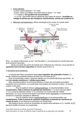 a)   Extra-cellulaire.
            -La [Ca++] extra-cellulaire = 10-3 mol/L.
            -La [Ca++] dans une cellule musculaire lisse au repos = 10-7 mol/L.
            - => Il existe un fort gradient de concentration.
            - => Le Ca++ peut entrer dans la cellule par deux types de canaux : sensibles au
            voltage et activés par des récepteurs membranaires, activés par protéines G.

       b) Réticulum sarcoplasmique. (Moins développé qu’au niveau du muscle strié)




Rmq : -La vitesse d’élimination du Ca++ est très faible => une secousse du muscle lisse peut
durer plusieurs secondes.
       -Seule une partie des ponts est activée sous l’influence d’un stimulus, ce qui permet un
ajustement de la tension engendrée (en faisant varier la [Ca++]).

3) Activation de la membrane.

    -La plupart des fibres musculaires lisses peut engendrer des potentiels d’action. La
phase montante du potentiel d’action est alors due à l’entrée de Ca++ .
    -Pour le muscle lisse unitaire, certaines cellules ont une activité électrique spontanée : ce
sont les cellules entraîneurs = cellules pace-maker.
    -Des neurotransmetteurs et hormones libérés au niveau des varicosités permettent
l’activation de la membrane. Le muscle lisse multi-unitaire est richement innervé ; le muscle
unitaire, moins bien.
               -Pour le système nerveux orthosympathique, le neurotransmetteur est la
noradrénaline. Celle-ci diminue le potentiel de membrane => le seuil n’est pas atteint
=> il n’y a pas de potentiel d’action => la contraction du muscle lisse est inhibée.
Remarque : en ce qui concerne les fibres musculaires lisses vasculaires, la noradrénaline
entraîne la contraction (récepteurs différents).
               -Pour le système nerveux parasympathique, le neurotransmetteur est
l’acétylcholine. Celle-ci permet de maintenir longtemps le potentiel de membrane au
niveau du seuil, ce qui favorise la contraction du muscle lisse.
    -Des facteurs locaux comme la composition du liquide extra-cellulaire en O2, l’acidité, la [K+]
peuvent modifier la tension du muscle lisse.

Tous droits réservés au Tutorat Associatif Toulousain
Sauf autorisation, la vente, la diffusion totale ou partielle de ce polycopié sont interdites   79
 