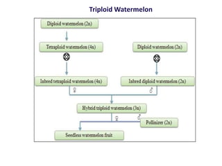 Triploid Watermelon
 