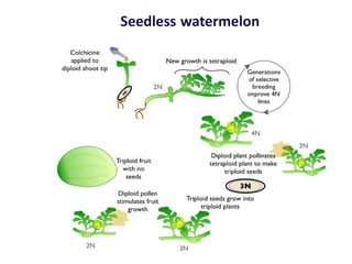 Seedless watermelon
 