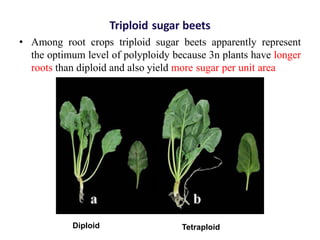 Triploid sugar beets
• Among root crops triploid sugar beets apparently represent
the optimum level of polyploidy because 3n plants have longer
roots than diploid and also yield more sugar per unit area
Diploid Tetraploid
 
