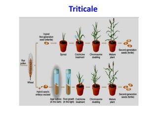 Triticale
 