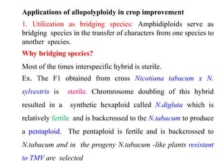 Applications of allopolyploidy in crop improvement
1. Utilization as bridging species: Amphidiploids serve as
bridging species in the transfer of characters from one species to
another species.
Why bridging species?
Most of the times interspecific hybrid is sterile.
Ex. The F1 obtained from cross Nicotiana tabacum x N.
sylvestris is sterile. Chromrosome doubling of this hybrid
resulted in a synthetic hexaploid called N.digluta which is
relatively fertile and is backcrossed to the N.tabacum to produce
a pentaploid. The pentaploid is fertile and is backcrossed to
N.tabacum and in the progeny N.tabacum -like plants resistant
to TMV are selected
 