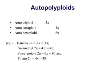 • Auto triploid - 3x
• Auto tetraploid - 4x
• Auto hexaploid - - 6x
(eg.) Banana 2n = 3 x = 33;
Groundnut 2n = 4 x = 40;
Sweet potato 2n = 6x = 90 and
Potato 2n = 4x = 48
Autopolyploids
 