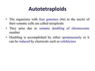 Autotetraploids
• The organisms with four genomes (4n) in the nuclei of
their somatic cells are called tetraploids
• They arise due to somatic doubling of chromosome
number
• Doubling is accomplished by either spontaneously or it
can be induced by chemicals such as colchicines
 
