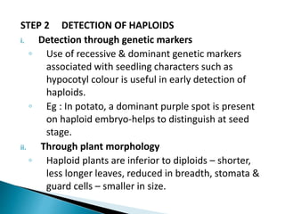 STEP 2 DETECTION OF HAPLOIDS
i. Detection through genetic markers
◦ Use of recessive & dominant genetic markers
associated with seedling characters such as
hypocotyl colour is useful in early detection of
haploids.
◦ Eg : In potato, a dominant purple spot is present
on haploid embryo-helps to distinguish at seed
stage.
ii. Through plant morphology
◦ Haploid plants are inferior to diploids – shorter,
less longer leaves, reduced in breadth, stomata &
guard cells – smaller in size.
 
