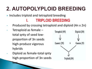 Includes triploid and tetraploid breeding
I. TRIPLOID BREEDING
• Produced by crossing tetraploid and diploid (4n x 2n)
• Tetraploid as female –
total qnty of seed low-
proportion of 3n seeds
high-produce vigorous
hybrids
• Diploid as female-total qnty
high-proportion of 3n seeds
low
 