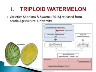  Varieties Shonima & Swarna (2015) released from
Kerala Agricultural University
 