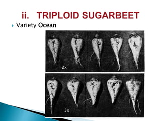  Variety Ocean
2x
3x
 