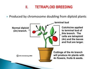 II. TETRAPLOID BREEDING
 Produced by chromosome doubling from diploid plants
 