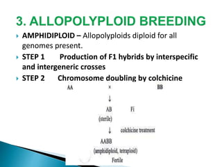  AMPHIDIPLOID – Allopolyploids diploid for all
genomes present.
 STEP 1 Production of F1 hybrids by interspecific
and intergeneric crosses
 STEP 2 Chromosome doubling by colchicine
 