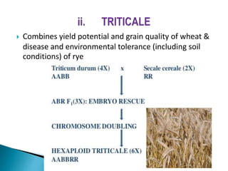  Combines yield potential and grain quality of wheat &
disease and environmental tolerance (including soil
conditions) of rye
 