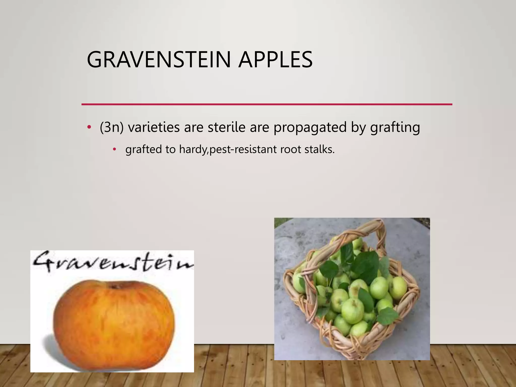 GRAVENSTEIN APPLES
• (3n) varieties are sterile are propagated by grafting
• grafted to hardy,pest-resistant root stalks.
 