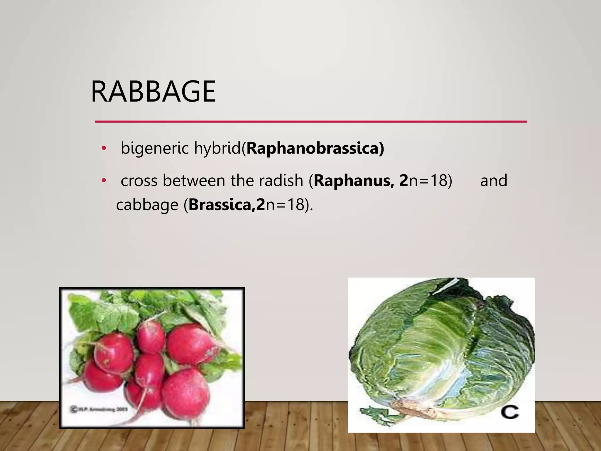 RABBAGE
• bigeneric hybrid(Raphanobrassica)
• cross between the radish (Raphanus, 2n=18) and
cabbage (Brassica,2n=18).
 