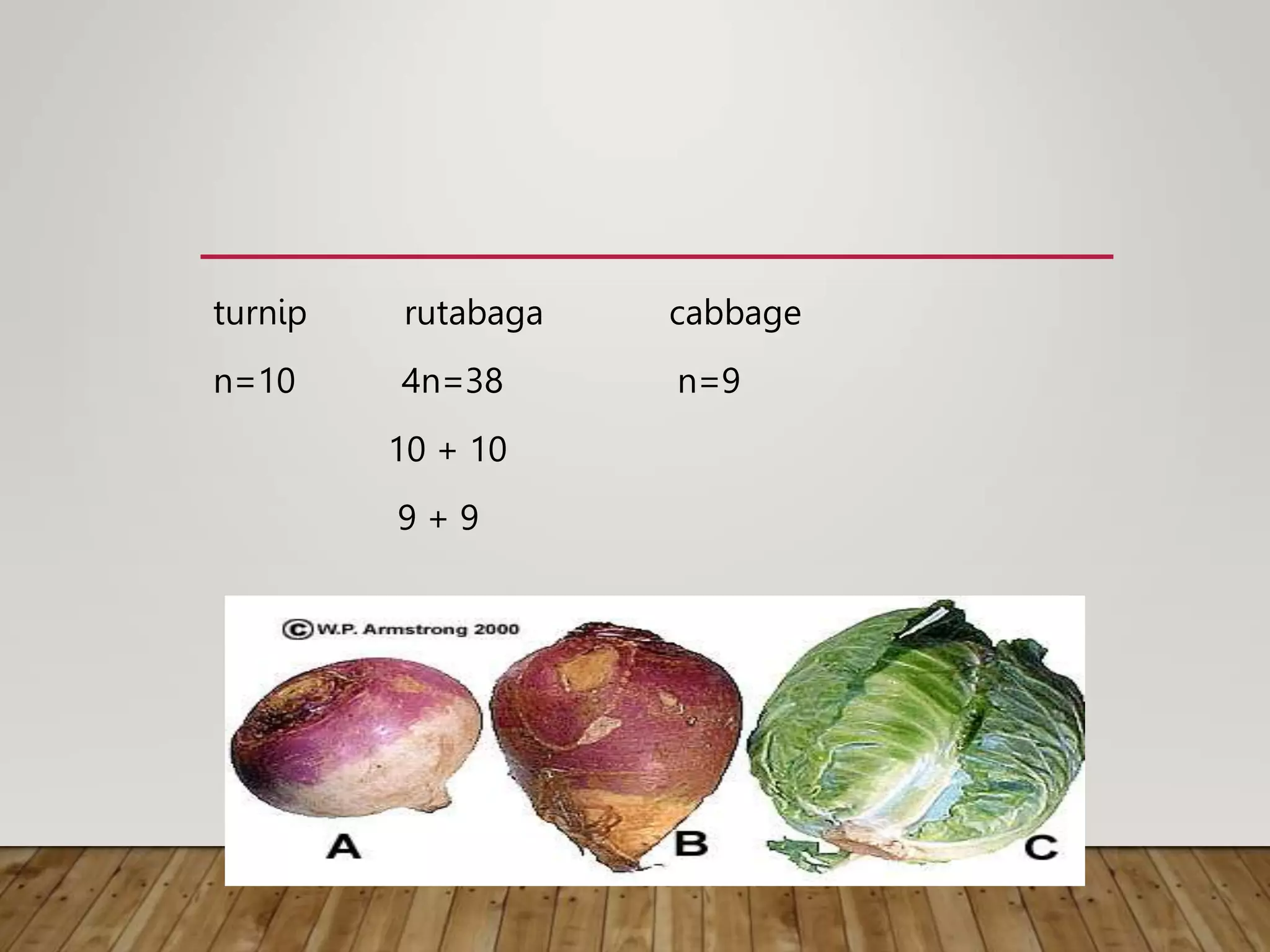 turnip rutabaga cabbage
n=10 4n=38 n=9
10 + 10
9 + 9
 