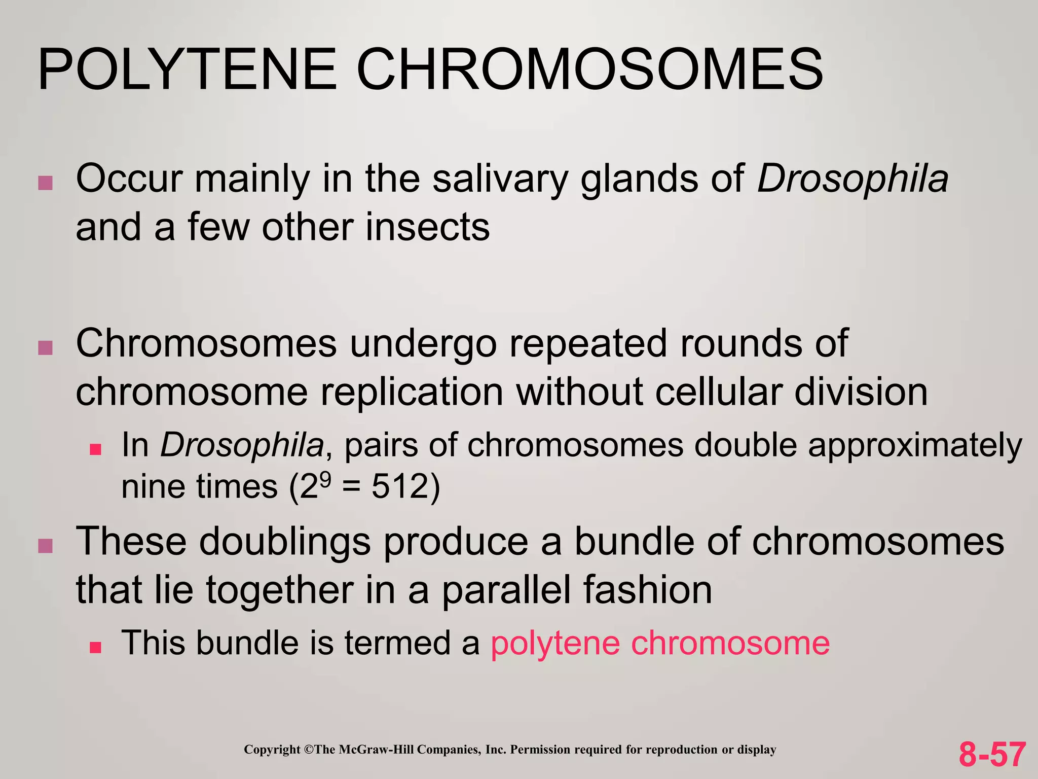 8-57
Copyright ©The McGraw-Hill Companies, Inc. Permission required for reproduction or display
 Occur mainly in the salivary glands of Drosophila
and a few other insects
 Chromosomes undergo repeated rounds of
chromosome replication without cellular division
 In Drosophila, pairs of chromosomes double approximately
nine times (29 = 512)
 These doublings produce a bundle of chromosomes
that lie together in a parallel fashion
 This bundle is termed a polytene chromosome
POLYTENE CHROMOSOMES
 